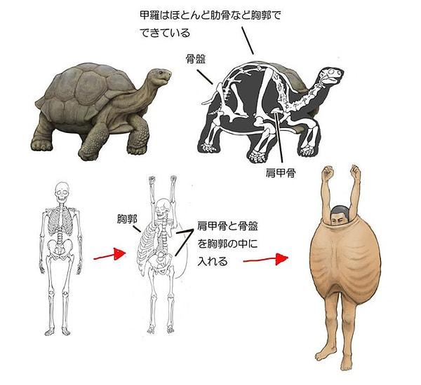 1. Kaplumbağaların iskeleti oldukça benzersizdir ve kabukları tıpkı kaburga kemikleri gibi, içinde kürek kemiği ve pelvis bulunan göğüs kafesini oluşturur. Peki, eğer insanların vücut yapısı kaplumbağalara benzeseydi nasıl olurdu?