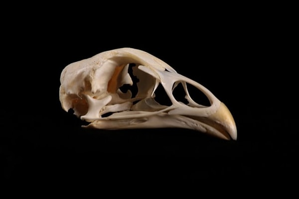 11. А здесь у нас кто?