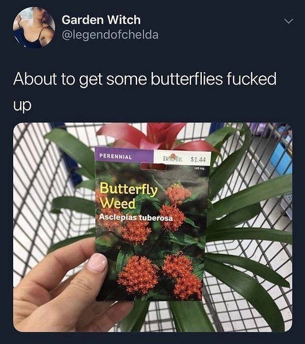 7. "Травка для бабочек"