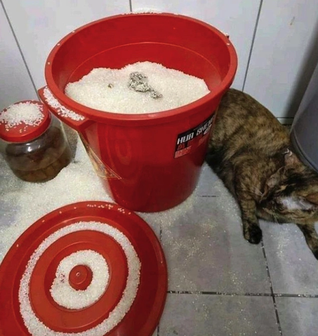 Pirinç stoğunu kendi kumu sanan kedi terörü!