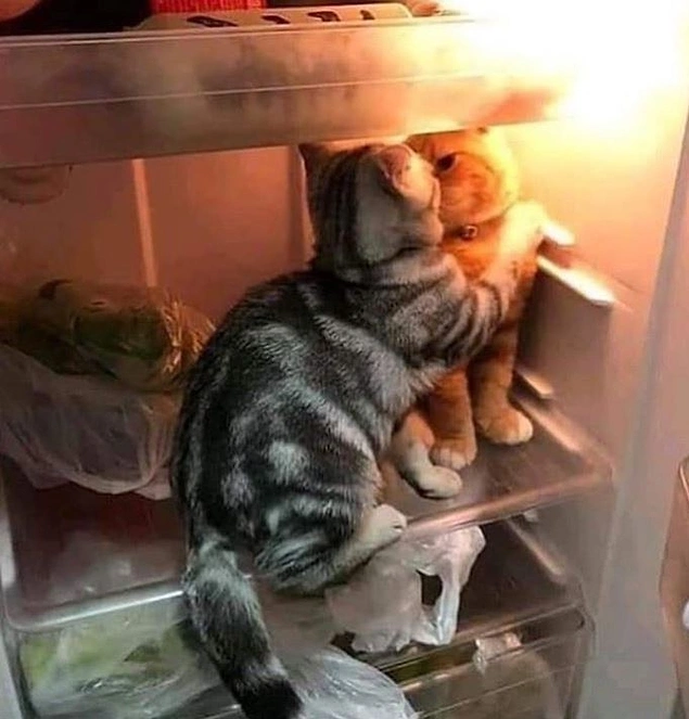 Buzdolabında olacak iş mi yani şimdi???