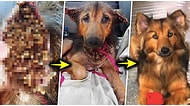 Terk Edildikten Sonra Perişan Hale Gelen Köpeği Tedavi Ederek Ona Yepyeni Bir Hayat Sunan Koca Yürekli İnsan