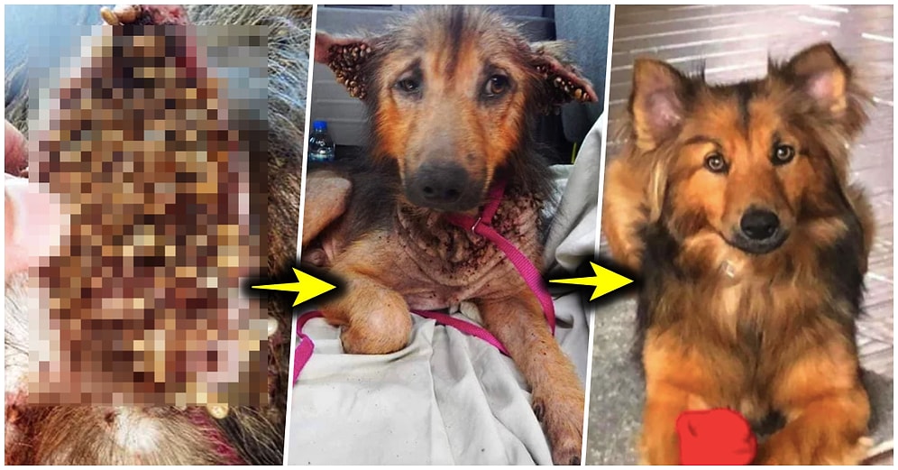 Terk Edildikten Sonra Perişan Hale Gelen Köpeği Tedavi Ederek Ona Yepyeni Bir Hayat Sunan Koca Yürekli İnsan
