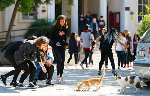 Bu Okulda Birinci Ders Hayvan Sevgisi: Lise Öğrencileri Okulda Kedi, Köpek, Tavuk, Papağan ve Balık Besliyor