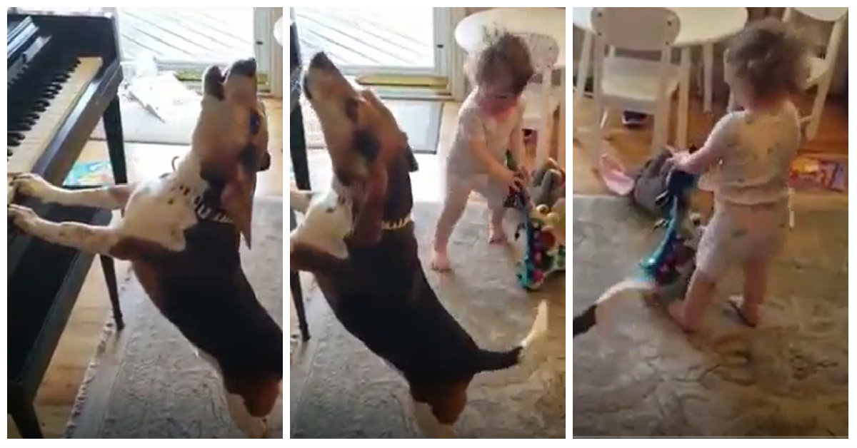 Böyle Tatlı Bir Parti Görmediniz Minik Kız ile Köpeğin Eğlencenin