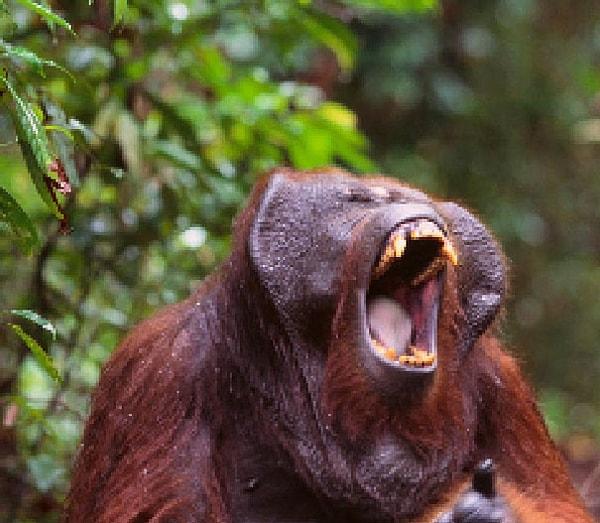 10. 45000 ila 69000 arası kaldığı düşünülen Borneo orangutanı.