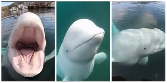 Denize Düşen Kamerayı Sahibine Geri Götüren, Dünyanın En Oyuncu ve Tatlı Balinası