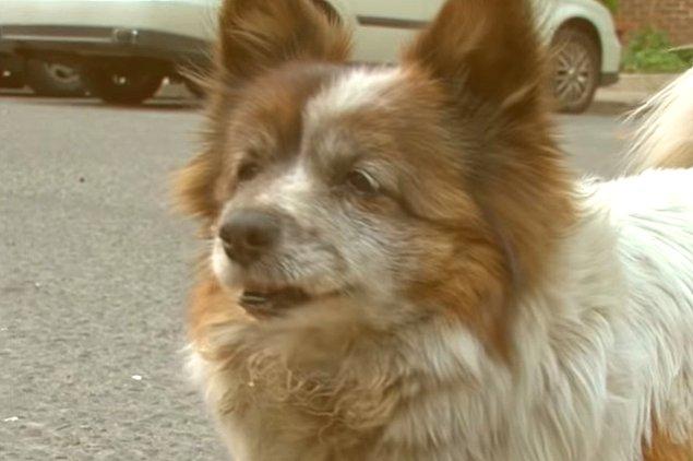 Sahibinin kendisini 10 yıl önce bıraktığı yerde hala bekleyen minnoş köpek Bokshil ile tanışın.