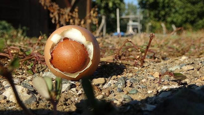 Kafalar Hepten Karıştı: Yumurtanın İçinden Yumurta Çıktı