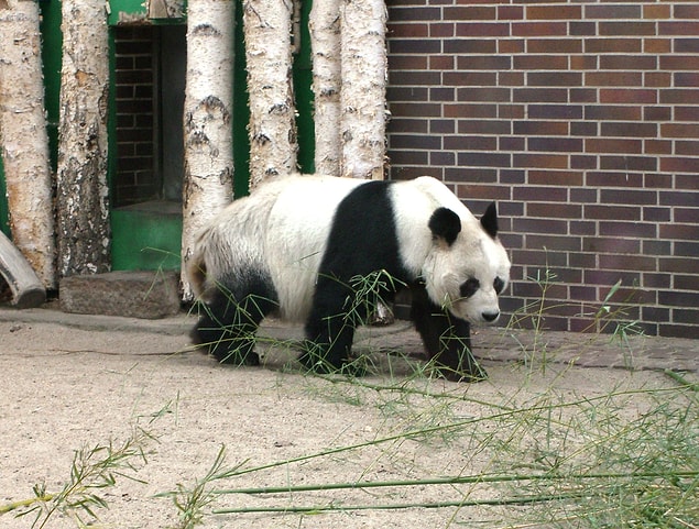 Dev Panda!