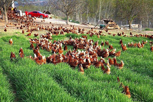 Bir tavuk çiftliğinde tek bir hayvan hasta olduğunda dahi, bütün sürünün içme sularına antibiyotik eklenerek tedavi edilir.