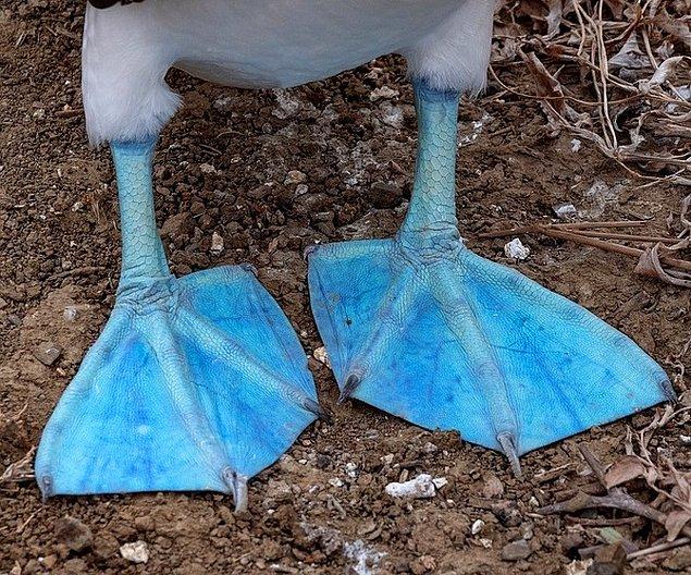 6. Bir 'mavi ayaklı sümsük kuşu'.