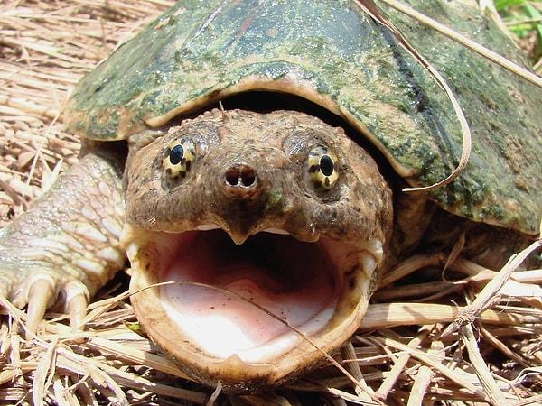 10. Kaplumbağaların dişleri yoktur. Bunun yerine, kuşlar gibi gagaları ve dişlere benzeyen sert çıkıntıları vardır.