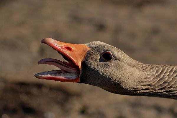 12. Kazların, yiyecekleri ağızlarında tutmalarına yardımcı olan tırtıklı bir dilleri vardır.