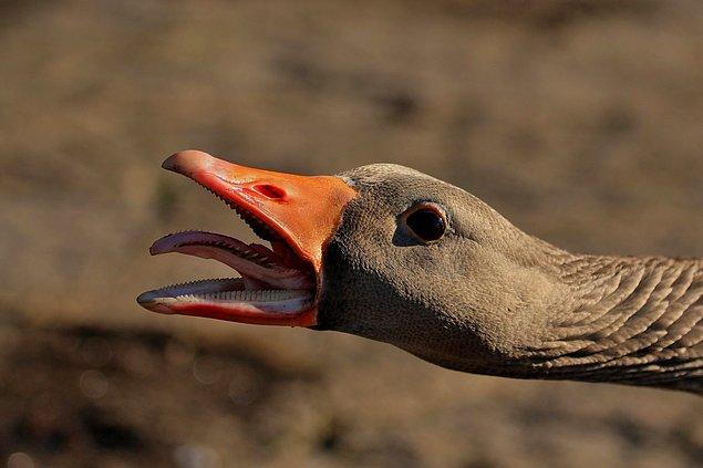 12. Kazların, yiyecekleri ağızlarında tutmalarına yardımcı olan tırtıklı bir dilleri vardır.