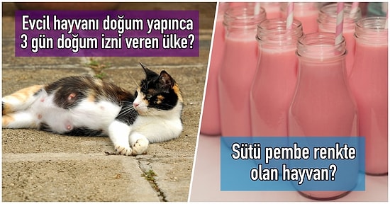 Bilgi Deryasında Bir Kulaç da Ben Atayım Diyenlere Adriyatik Denizi Etkisi Yapacak 15 Soru ve 15 Cevap