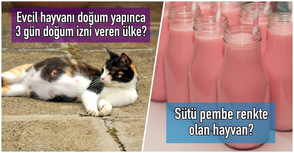 Bilgi Deryasında Bir Kulaç da Ben Atayım Diyenlere Adriyatik Denizi Etkisi Yapacak 15 Soru ve 15 Cevap