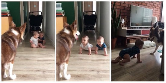 Tatlış Köpekleriyle Eğlencenin Dibine Vurup Kahkahalara Boğulan Bebekler