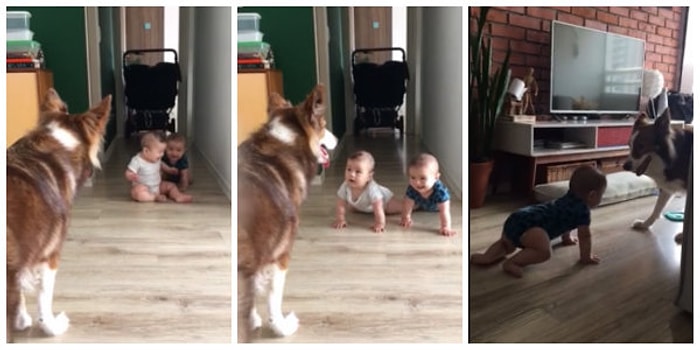 Tatlış Köpekleriyle Eğlencenin Dibine Vurup Kahkahalara Boğulan Bebekler