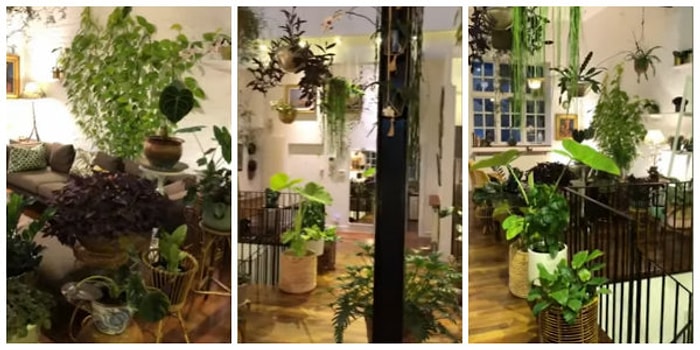 Tavandan Duvarlara Uzanan Bitkileriyle Evini Ormana Dönüştüren Adamla Tanışın