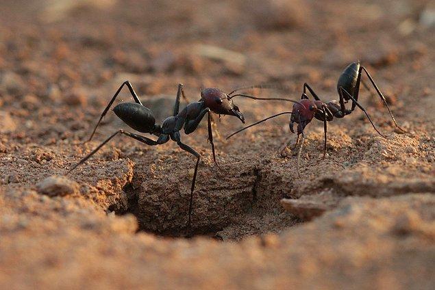Iğdır Üniversitesi Ziraat Fakültesi Öğretim Üyesi Doç. Dr. Celalettin Gözüaçık yaptığı açıklamada, karıncaların çok çalışkan hayvanlar olduğunu söyledi.