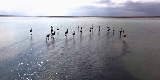 Konya'da Satılmak Üzereyken Bulunan 20 Yavru Flamingo Doğaya Bırakıldı
