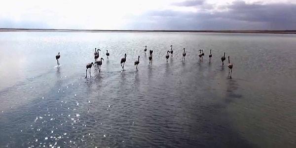 Flamingoları satan kişi hakkında ise 4915 sayılı 'kara avcılığı kanununa' muhalefetten idari işlem yapıldığı belirtildi