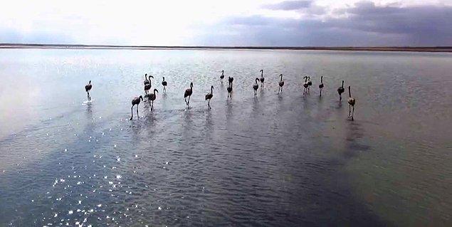 Flamingoları satan kişi hakkında ise 4915 sayılı 'kara avcılığı kanununa' muhalefetten idari işlem yapıldığı belirtildi