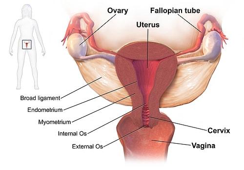 kadin anatomisinin surekli birbiriyle karistirilan ikilisi vajina ile vulvanin arasindaki fark nedir onedio com