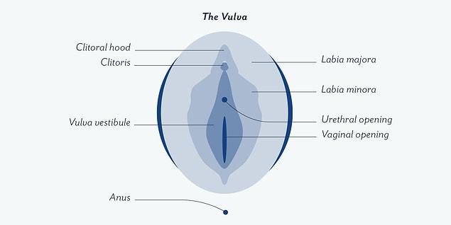Örneğin; cinsel ilişki sırasında penisin içine girdiği organ vulva değil, vajina. Ama penis ve testisler vulvaya da temas eder.