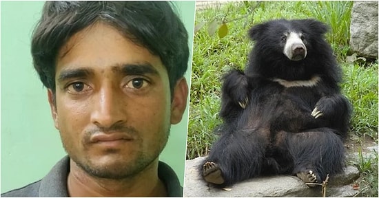 Kaçak Bir Şekilde Kaplan Avlayan ve Tembel Ayıların Penislerini Yiyen Adam Sonunda Tutuklandı