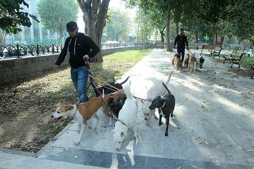 İstanbul'da Köpek Gezdiriciliği: Ayda 5-6 Bin Lira Kazanıyorlar