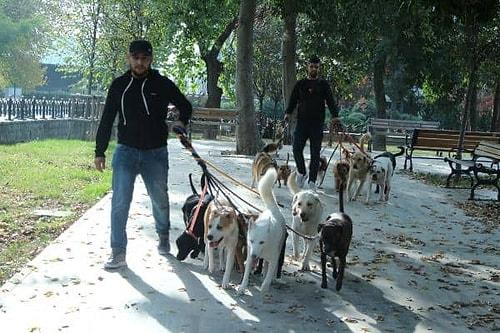 İstanbul'da Köpek Gezdiriciliği: Ayda 5-6 Bin Lira Kazanıyorlar