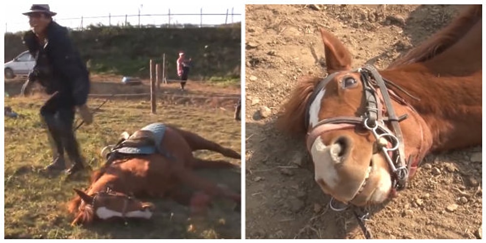 Birisi Üzerine Bindiğinde Ölü Taklidi Yapan, Tembelliğin Kitabını Yazmış At