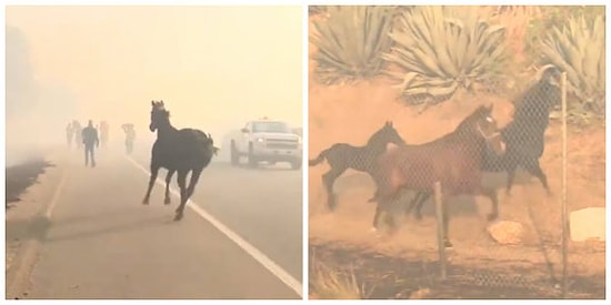 Yangının İçine Dalarak Ailesini Kurtaran Koca Yürekli At!