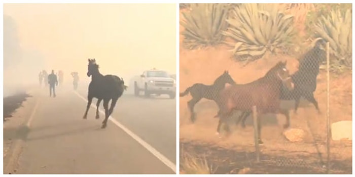 Yangının İçine Dalarak Ailesini Kurtaran Koca Yürekli At!