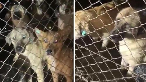 Barınağı Su Basmış, Köpekler Boğulma Tehlikesi Yaşamıştı: Ordu'daki Görüntüler İçin Soruşturma