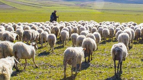 Afgan Çoban Formülü ile 150 Bin Kişilik Açık Kapatılacak