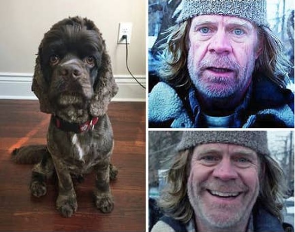 4. William H. Macy'ye benzeyen bu köpek: