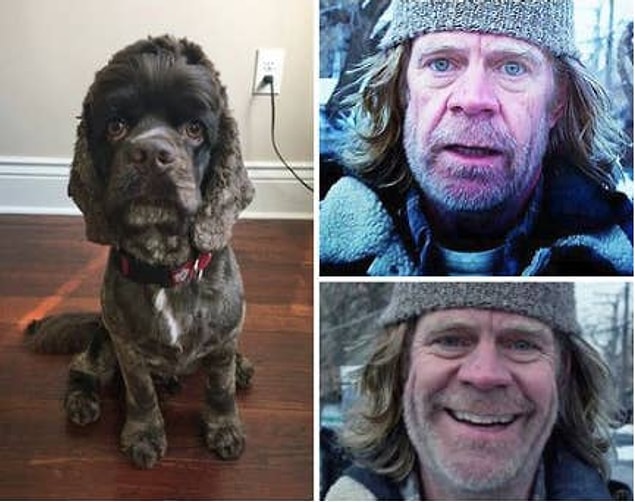 4. William H. Macy'ye benzeyen bu köpek: