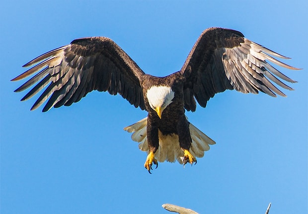 Kartal