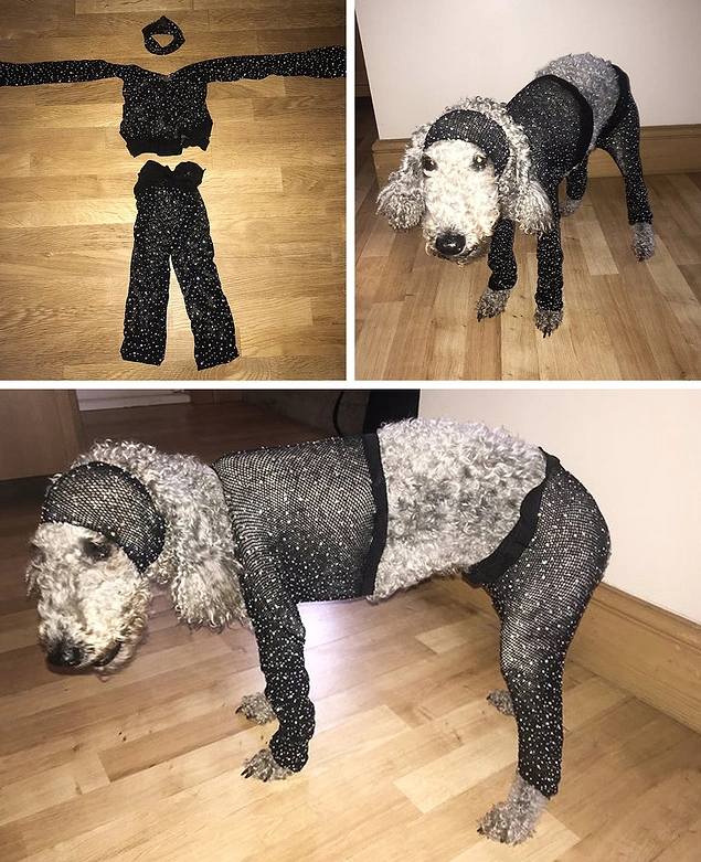 "UK 8 beden bir kıyafet sipariş ettim, köpeğime benden daha iyi oldu."