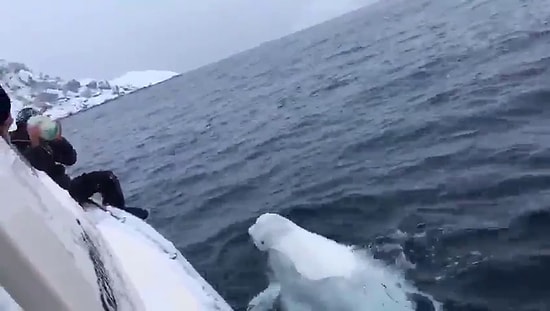 Arkadaş Canlısı Beyaz Balina ile Denizin Ortasında Top Getirme Oyunu Oynayan Adam!