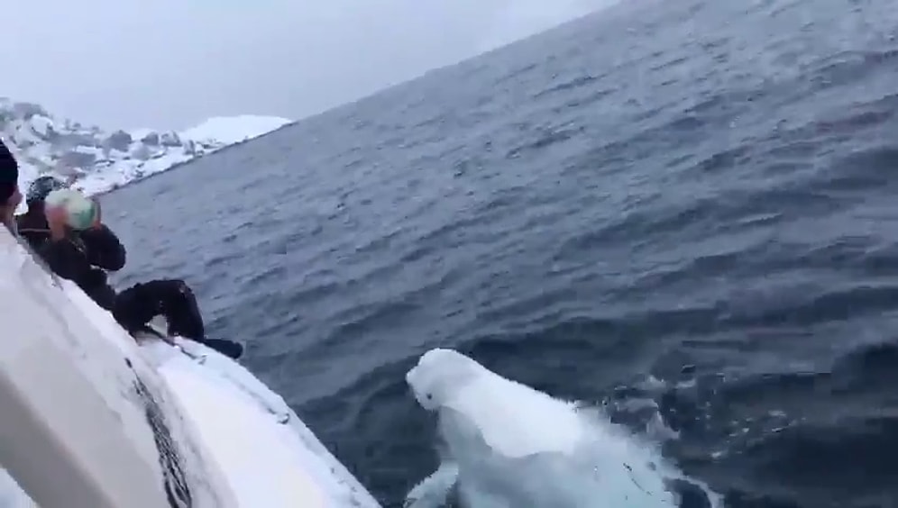 Arkadaş Canlısı Beyaz Balina ile Denizin Ortasında Top Getirme Oyunu Oynayan Adam!