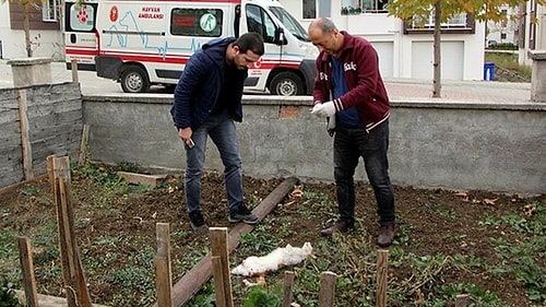 Cinayet Büro Çözdü: Bolu'daki Kedi Ölümlerinin Sebebi Köpeklermiş