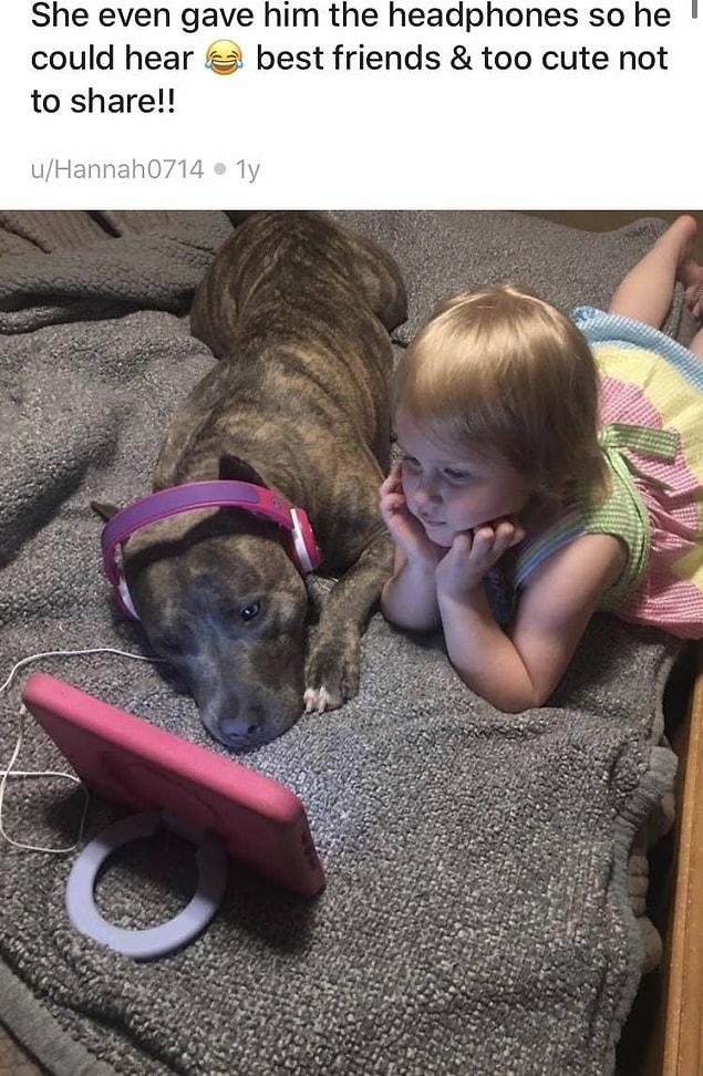 11. Kulaklıkları olması gereken yerde olmasa bile dinliyormuş gibi yapan bu pitbull: