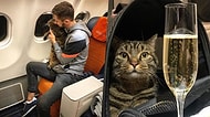 Fazla Kiloları Nedeniyle Kabine Alınmayan Şişko Kedisini Uçağa Sokabilmek İçin Sürpriz Bir Yola Başvuran Adam