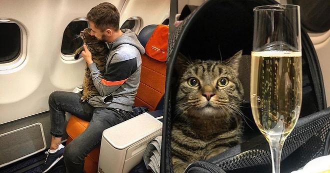Fazla Kiloları Nedeniyle Kabine Alınmayan Şişko Kedisini Uçağa Sokabilmek İçin Sürpriz Bir Yola Başvuran Adam
