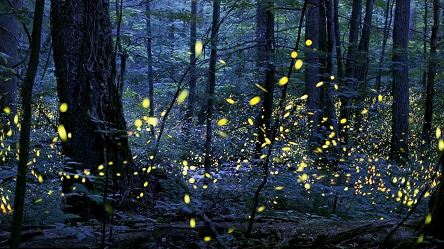 Ateşböceklerinin oluşturduğu senkron, Büyük Smoky Dağları Milli Parkı, ABD / Mayıs - Haziran