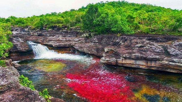 10. Cano Cristales Nehir'inde oluşan renk şöleni, Kolombiya / Ekim - Kasım